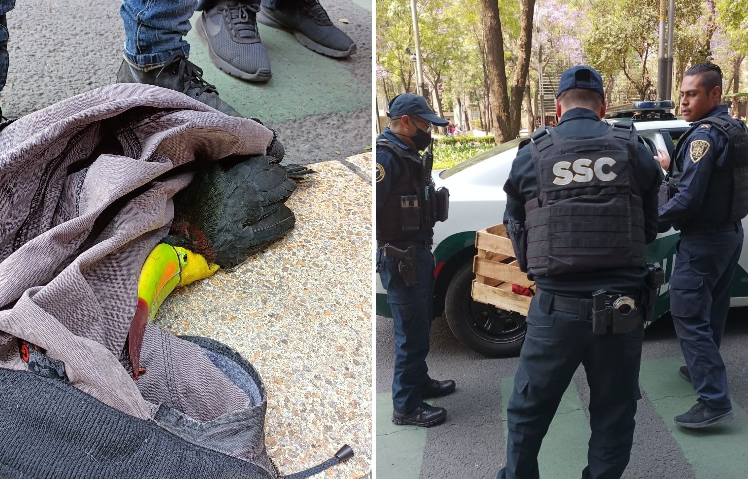 Policías de la Secretaría de Seguridad Ciudadana extraviaron un tucán que una mujer había rescatado en Paseo de la Reforma, en la Ciudad de México.