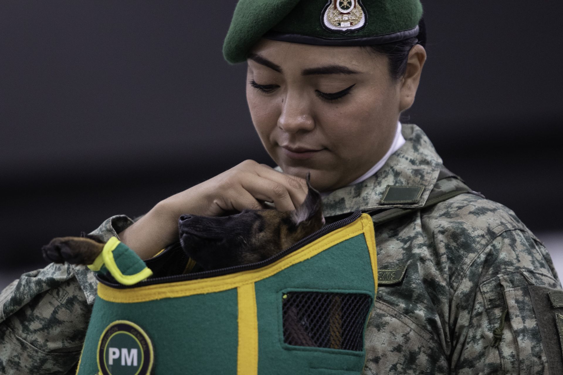 Un cachorro pastor alemán procedente de Turquía llegó al Aeropuerto Internacional de la Ciudad de México (AICM).